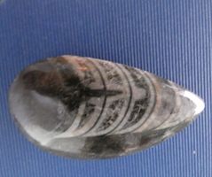 mollusque céphalopode